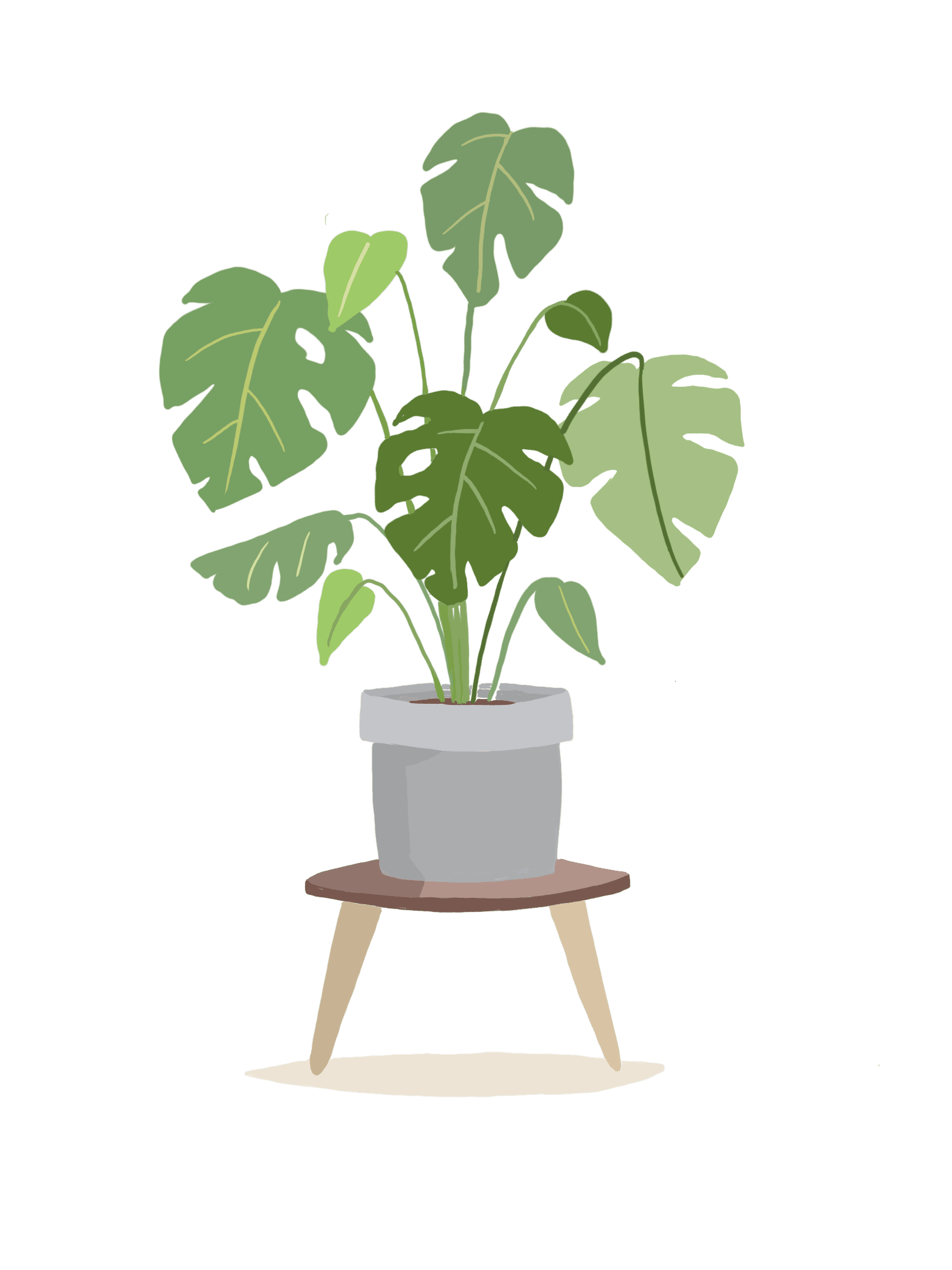 illustration of plant